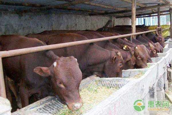 How do you calculate a cow's weight using a measuring tape?