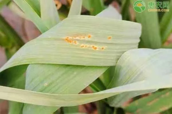 What medicine should be used to treat garlic rust?