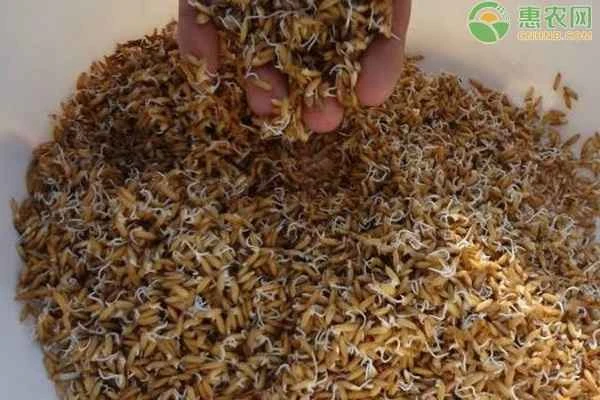 What is the principle behind haploid breeding?