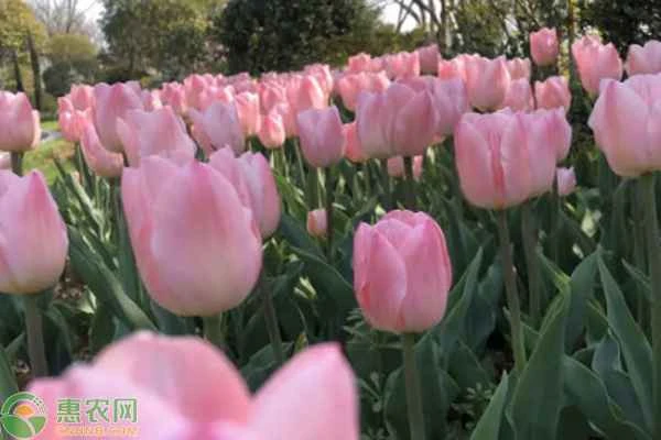 Do tulips need to be in the sun?