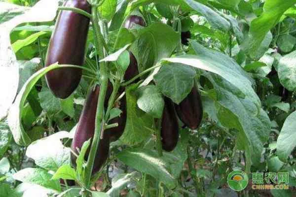 Eggplant growth process