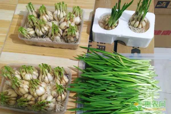 Garlic sprout growth record from 1 to 15 days