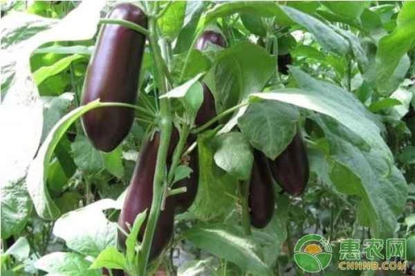 What crops are suitable to plant in June?