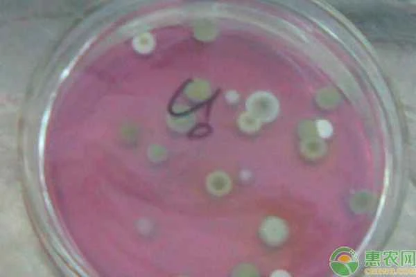 Is yeast a fungus or a bacterium?