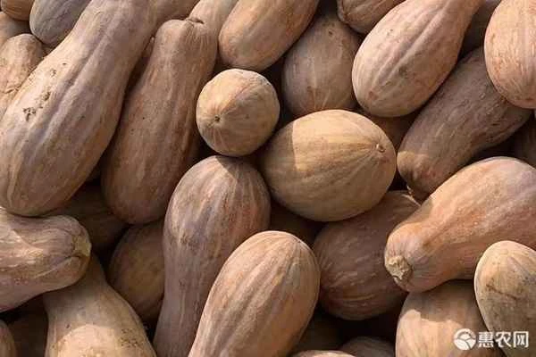 How many honey pumpkin plants should be planted per acre?