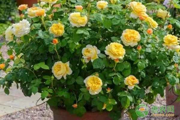 What fertilizer should I use to make roses bloom more and bigger?