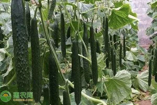 What are the four major taboos in growing cucumbers?