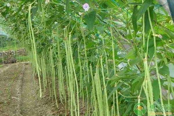 What's the latest date to plant green beans and cucumbers?