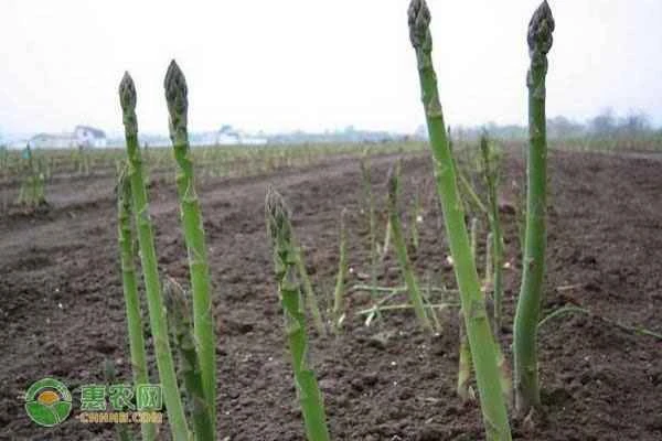 How to germinate asparagus seeds?