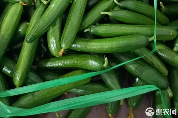 The growth process of cucumber