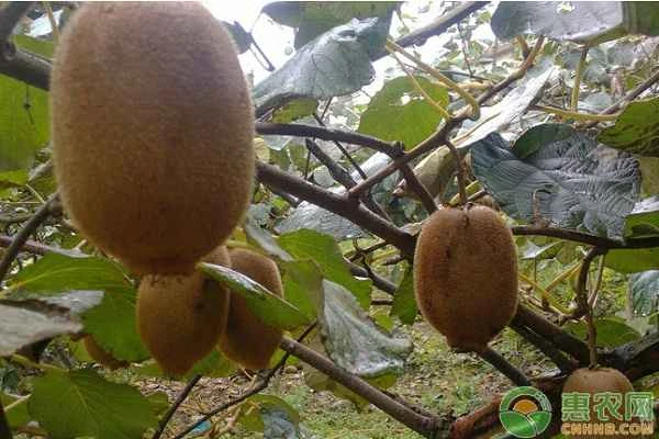 Where are kiwi seedlings suitable to grow?