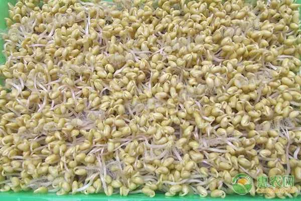 How to sprout soybeans?