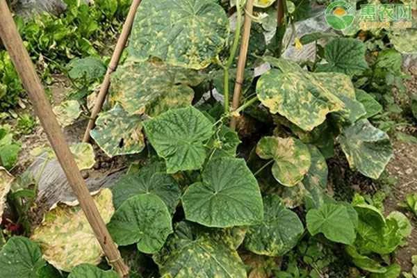 What causes cucumber seedling leaves to turn yellow?