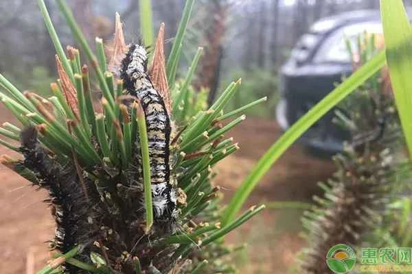 How to control larch caterpillars?