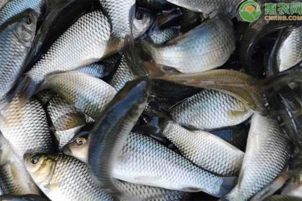 Which method is helpful in determining a fish's age? Looking at the tail or the scales?