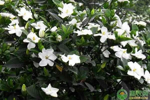 What causes gardenia buds to turn yellow and fall off?