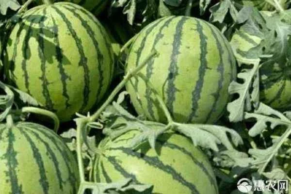 Why isn't my watermelon sweet?