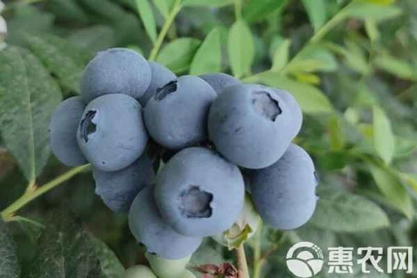 Which is better to raise, Misty or Shaquille O'Neal?